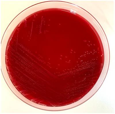 Case report: First isolation of Yersinia pseudotuberculosis from the blood of a cat